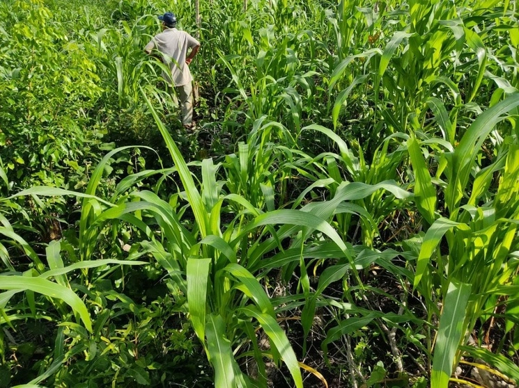 La Milpa Maya Peninsular de Yucatán o “Ich Kool” fue reconocida como Sistema Importante del Patrimonio Agrícola Mundial Sipam por la FAO. Foto Luis Boffil / Archivo