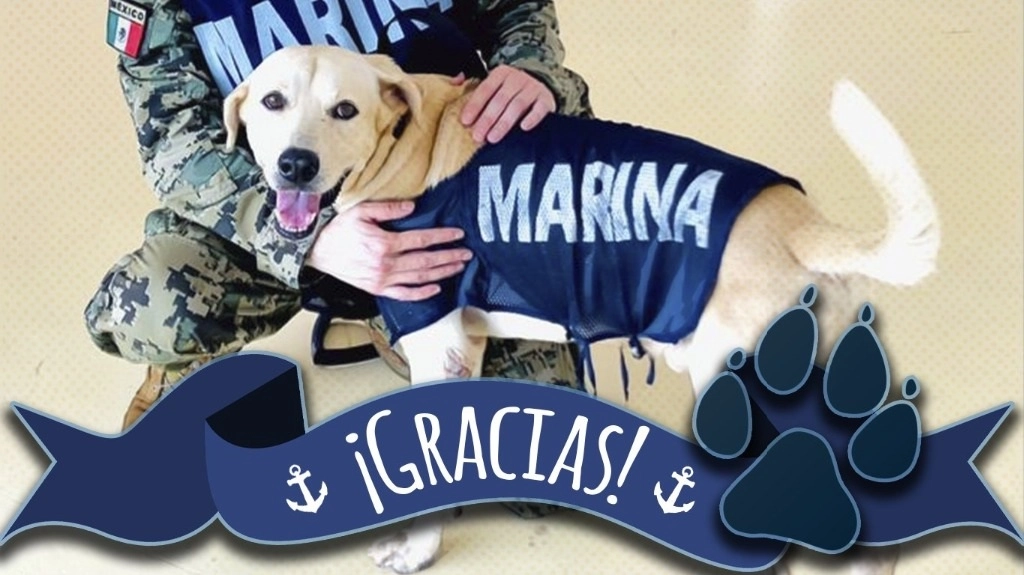 La Coordinación Nacional de Protección Civil y la Secretaría de Marina reconocieron a los ganadores del Segundo Concurso Nacional “Dibuja la importancia de los perros rescatistas”. Foto Twitter @SEMAR_mx