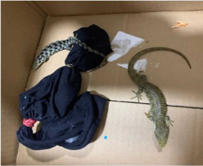 Ejemplar de dragoncito(Abronia sp.) asegurado por Profepa. Foto tomada de la cuenta de Twitter @PROFEPA 