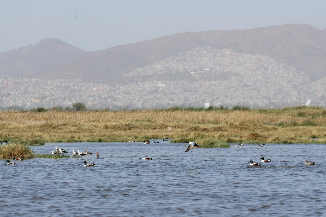 La laguna Ciénega de San Juan es una área, del Lago de Texcoco, donde los pobladores han realizado trabajos de recuperación y donde en la actualidad existen cientos de aves migratorias, el 10 de marzo de 2022. Foto Roberto García Ortiz 