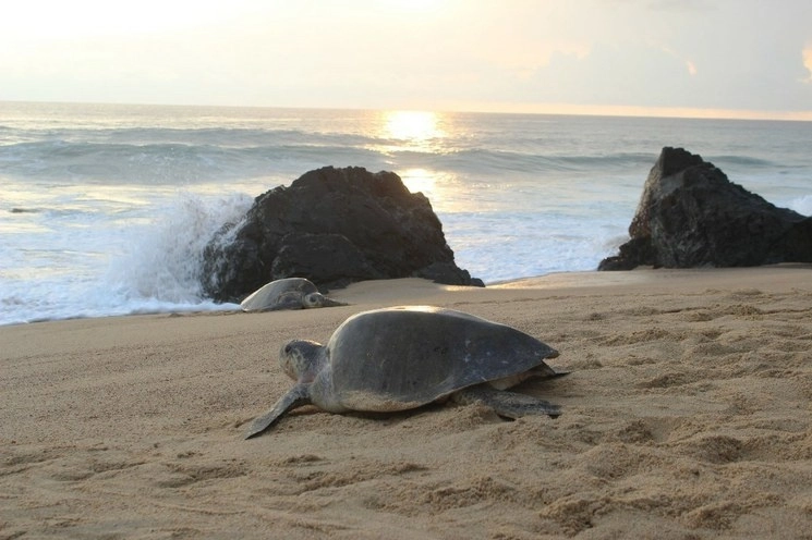 Tortuga marina en playa de Michoacán. Foto Cuartoscuro / Archivo