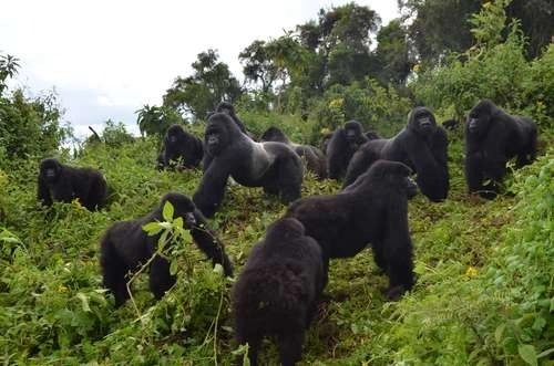 Los gorilas son algunos de nuestros parientes vivos más cercanos. Junto con los chimpancés, bonobos y orangutanes, forman parte de la familia de los grandes simios.