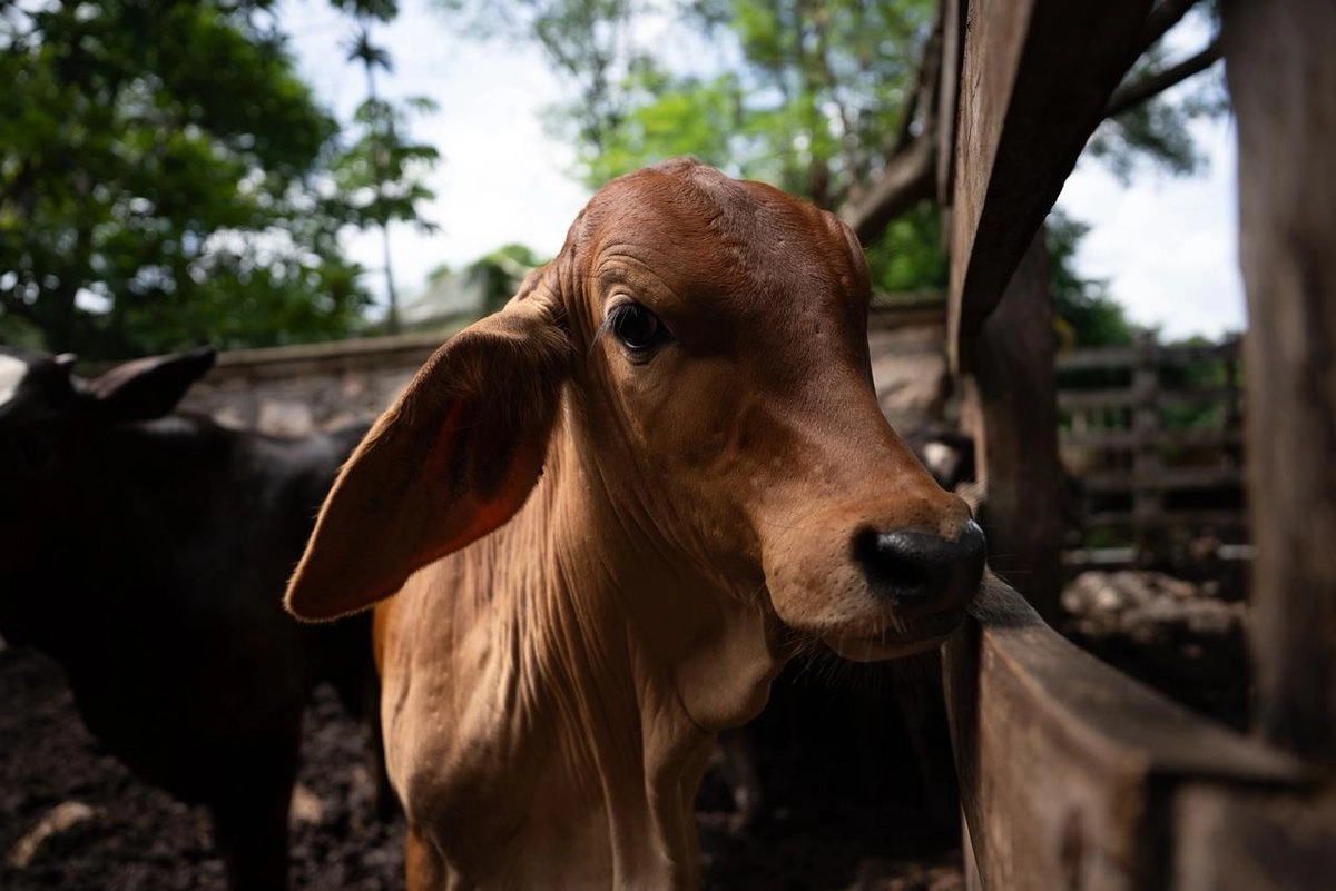 Ganado sano en Yucatán. Foto