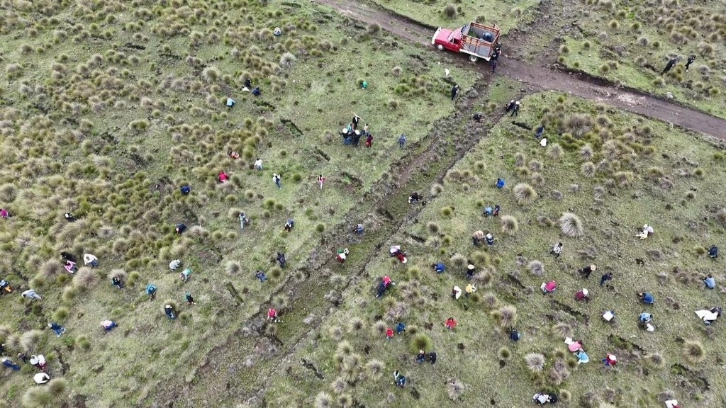 Se implementó un programa de reforestación con personal del estado y voluntarios en 215 sitios establecidos que abarcan 879 hectáreas. Foto 'La Jornada'