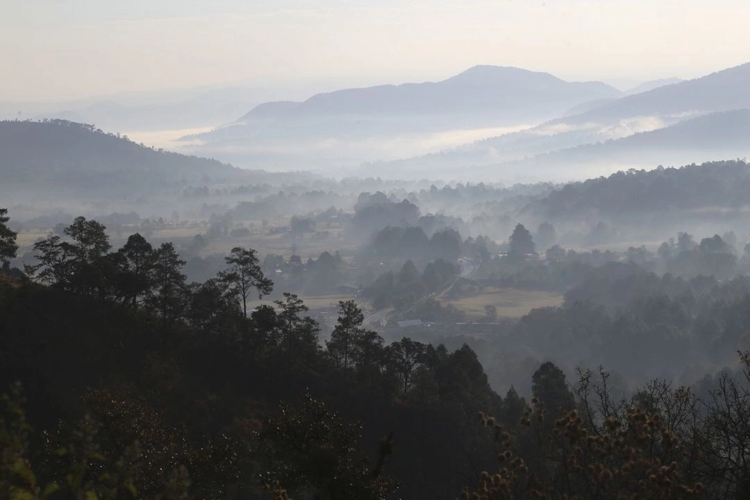 En Uruapan, Michoacán, dará inicio el programa de reforestación, informó el gobernador Alfredo Ramírez Bedolla. Foto 