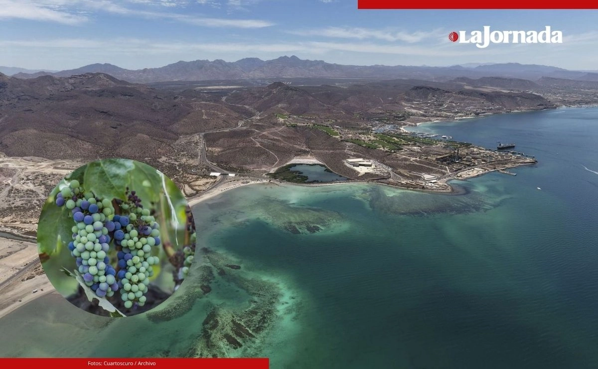 Productores de vid y olivo del Valle de Gudalupe en Baja California, señalan que la reforma a la Ley del Agua  es bien intencionada pero ignora las realidades productivas del norte de México. Fotos