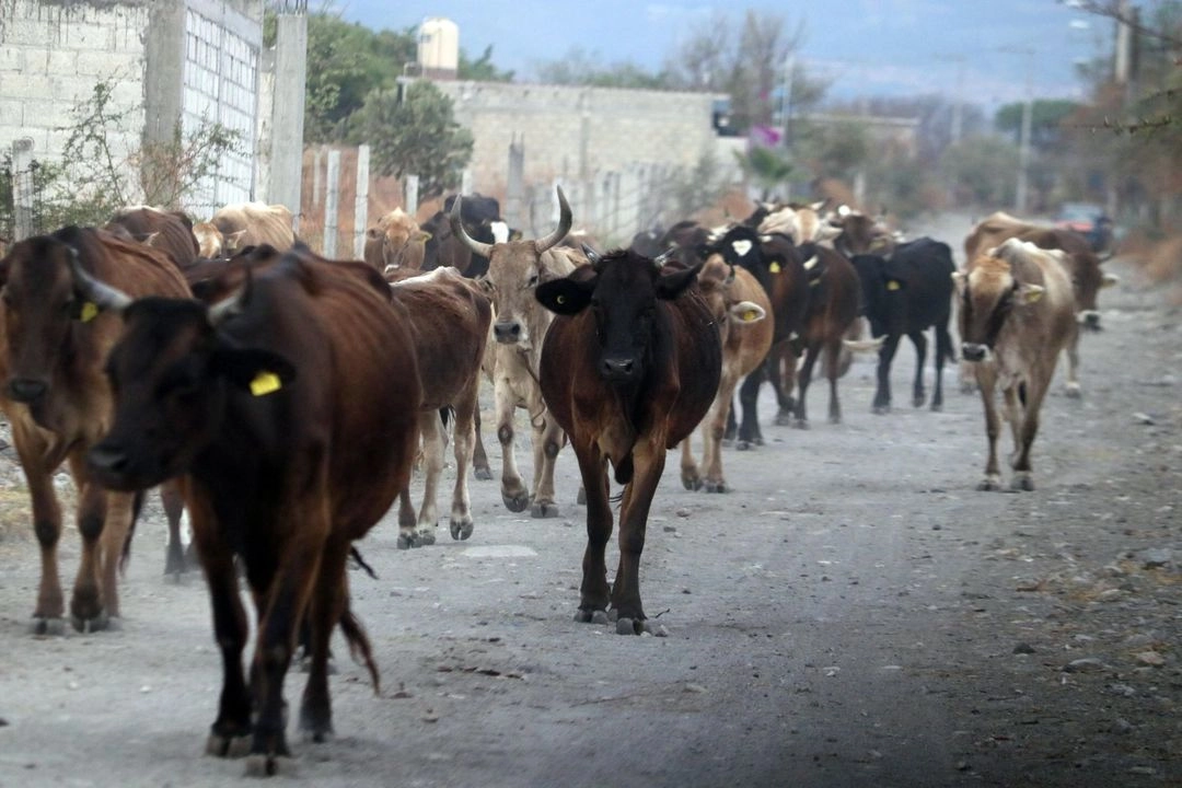 La Secretaría de Desarrollo Rural de Chihuahua aumentarán las medidas de vigilancia y sanidad en establos colindantes con Durango para evitar el ingreso de ganado infectado con el gusano barrenador. Foto