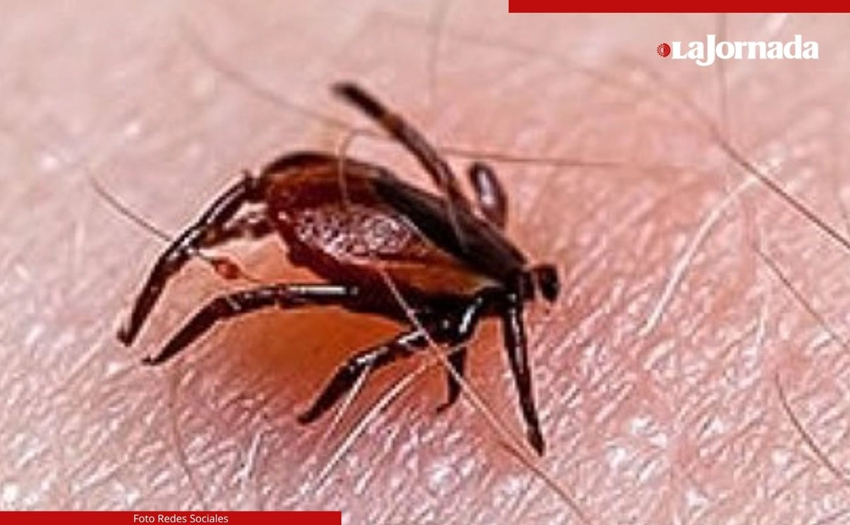 Como parte del monitoreo permanente, cada mes se envían alrededor de 150 muestras de garrapatas al Instituto Nacional de Referencia Epidemiológica (INDRE), encargado de confirmar o descartar la presencia del agente causante de la rickettsiosis. Foto 