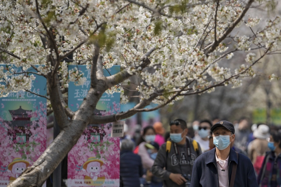 En un día de primavera en un parque de Pekín, entre los florecientes cerezos, el 8 de abril de 2022. Foto Ap 