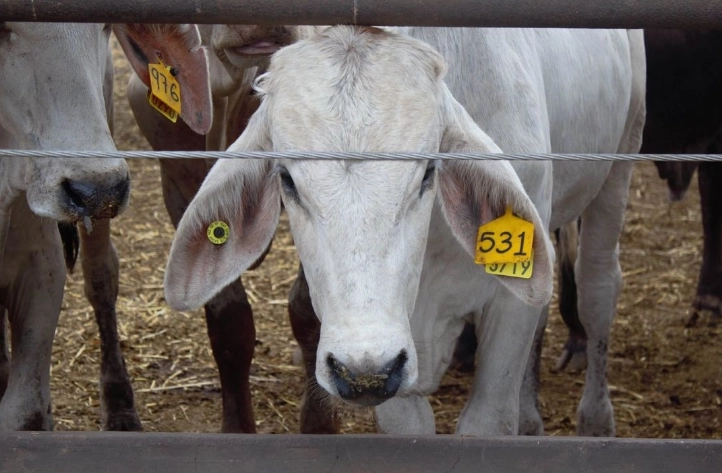 La estrategia establece avanzar hacia un esquema de regionalización que, además de proteger de incursiones del gusano barrenador a las regiones del centro y norte del país, brinde garantías a los importadores estadounidenses sobre los animales vivos.