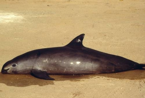 Autoridades federales reforzarán las acciones para proteger a la vaquita marina, que se encuentra en peligro de extinción. Foto Afp / Archivo 