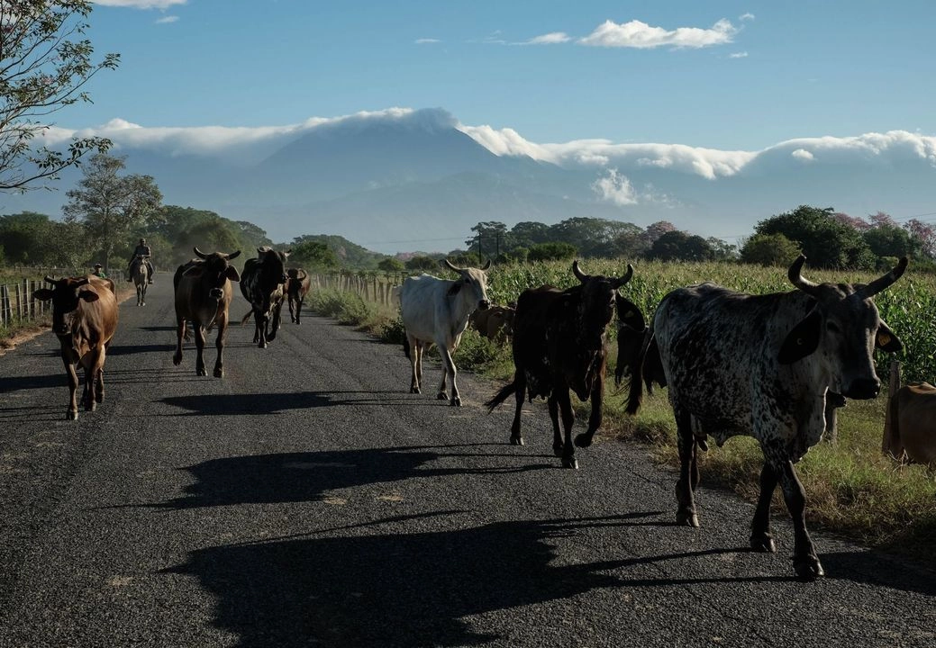 El Servicio Nacional de Sanidad e Inocuidad Agroalimentaria (Senasa) de Honduras implementa medidas sanitarias para contener la propagación y reducir el impacto en el sector pecuario. Foto 
