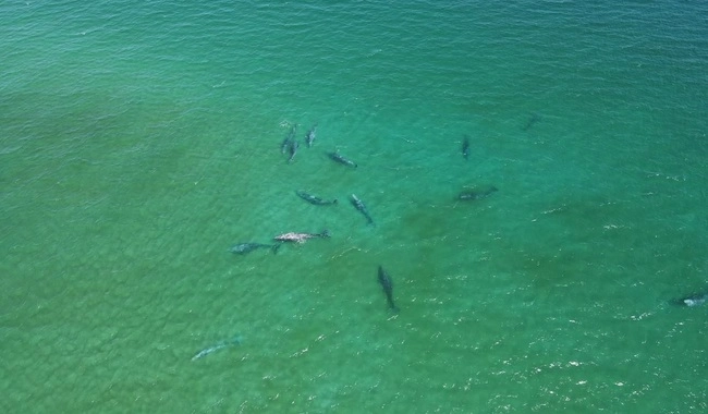  guías locales han documentado la presencia de estos mamíferos marinos en diversos puntos del parque. Foto Conanp