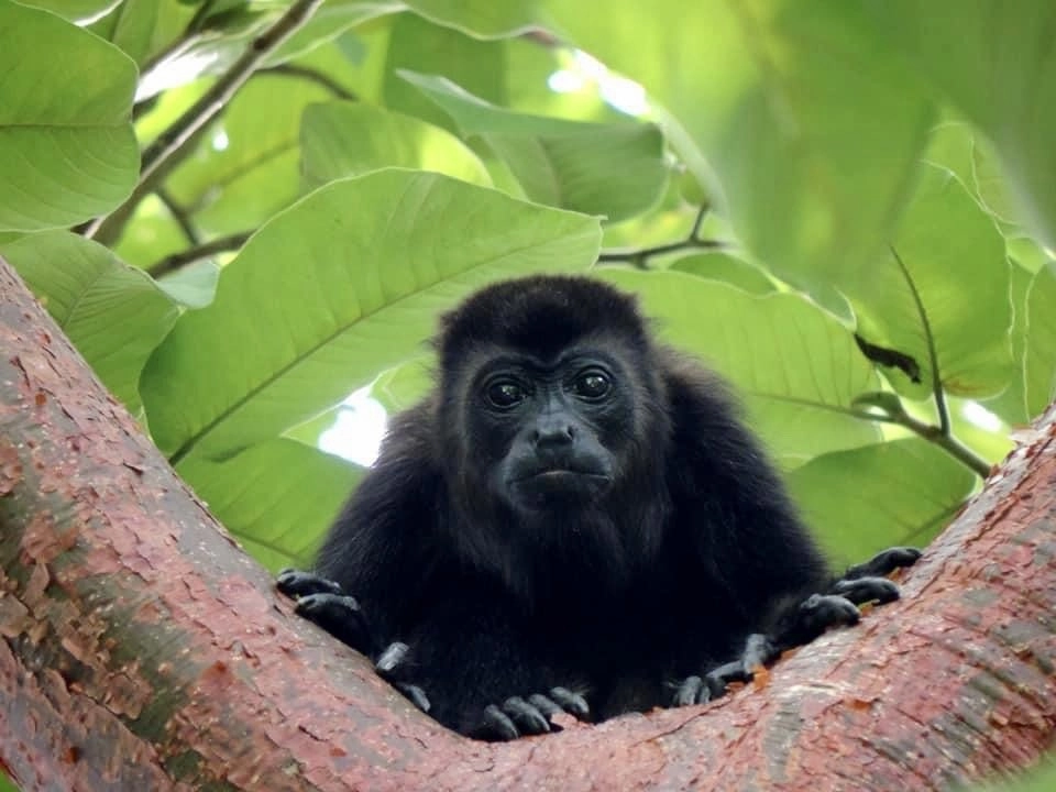 En el Centro para la Conservación e Investigación de la Vida Silvestre (CIVS), ubicado en el estado de México, los primates recibirán una atención integral para iniciar su rehabilitación física y conductual para su reintroducción paulatina a la vida libre. Foto tomada de X @SECTUR_mx.