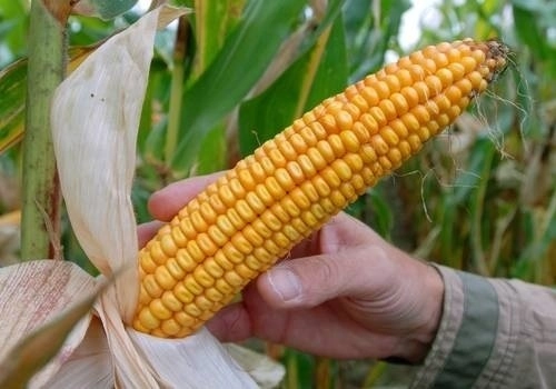 Mazorca de la variedad de maíz MON810. Foto La Jornada

