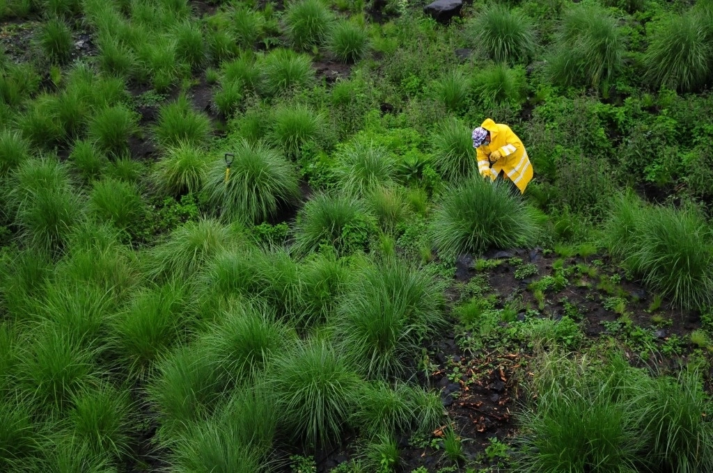 México reiteró ante la convención de la COP la propuesta de invertir el 1% del gasto militar a un programa mundial de reforestación. Foto Cuartoscuro.