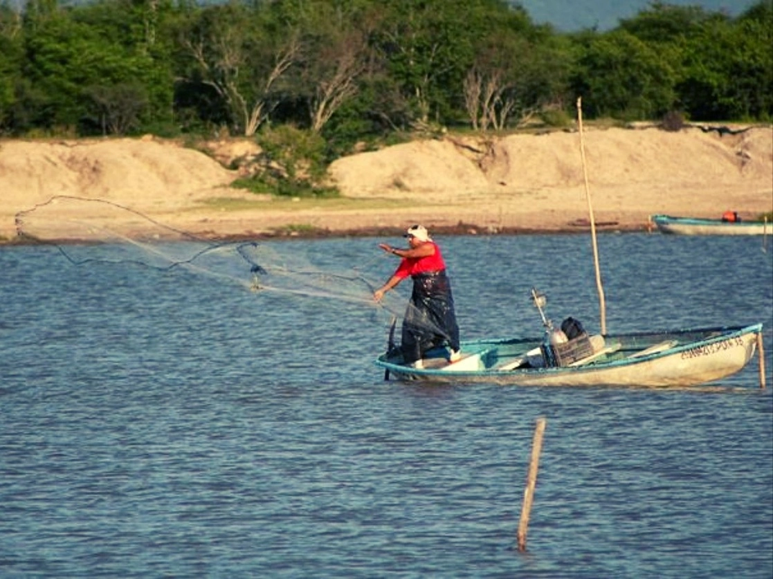 En los primeros días de capturas de camarón, pescadores ribereños reportaron cosechas de 290 mil toneladas en los sistemas lacunarios y estuarinos de Sonora, Sinaloa, Nayarit y BCS desde el inicio de las capturas, el pasado 14 de septiembre, se informó. Foto tomada del Twitter de @Conapesca