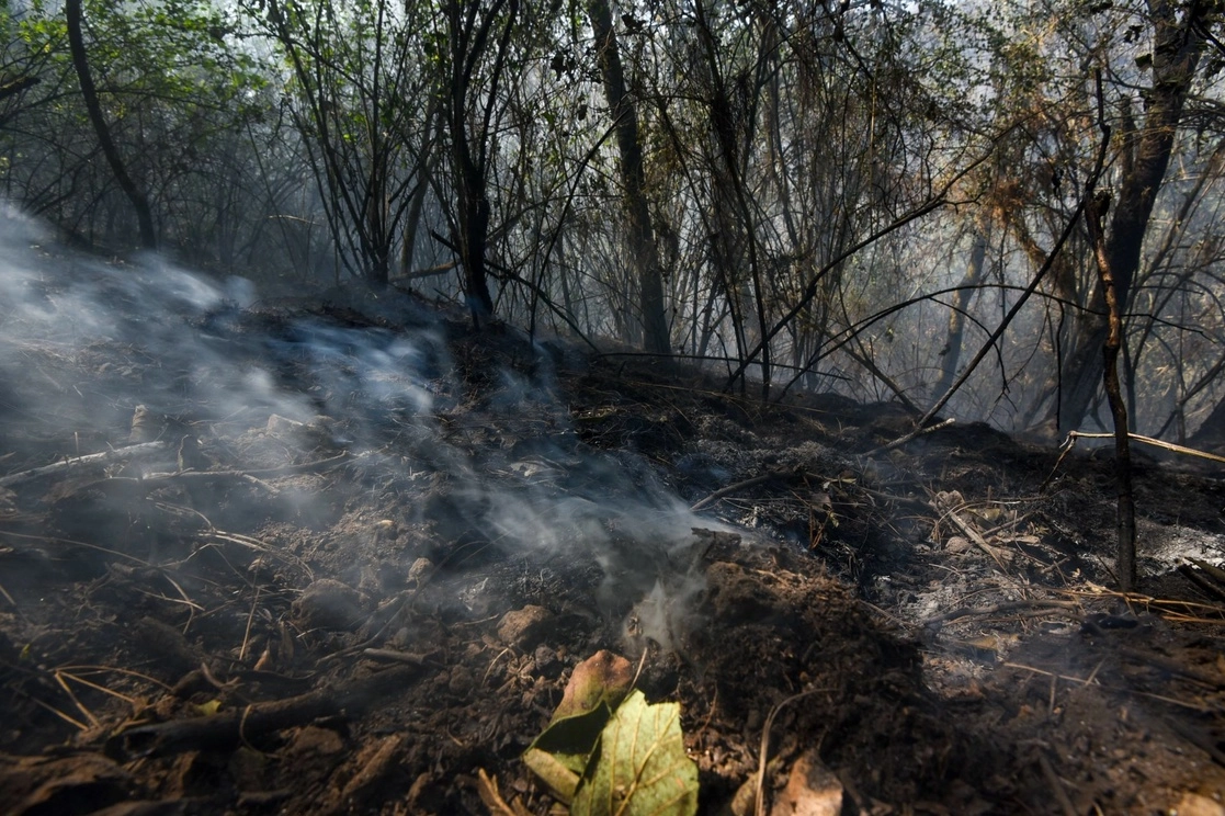 Conafor informó que hay 24 incendios forestales activos en 12 estados. Foto Cuartoscuro / Archivo