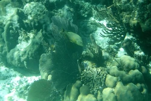 Inapesca señaló que ante la alta tasa de mortalidad de diversas especies marinas, el logro alcanzado por los científicos mexicanos devuelve esperanzas a la recuperación y repoblación de los arrecifes coralinos en el Caribe mexicano. Foto Notimex/ archivo