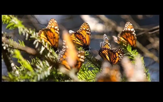 El administrador, promotor y defensor del santuario de la mariposa Monarca, El Campanario, del ejido de El Rosario, municipio de Ocampo, Homero Gómez González, fue reportado como desaparecido desde el pasado 13 de enero, informó la FGE de Michoacán. Foto Ignacio Juárez / Archivo