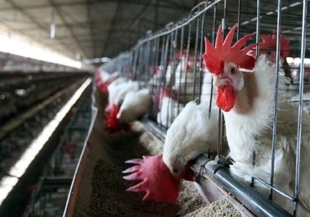 Los CDC de EU reportaron que el paciente reportado grave por gripe aviar estuvo expuesto a aves enfermas y muertas en una granja. Foto Arturo Campos Cedillo / Archivo