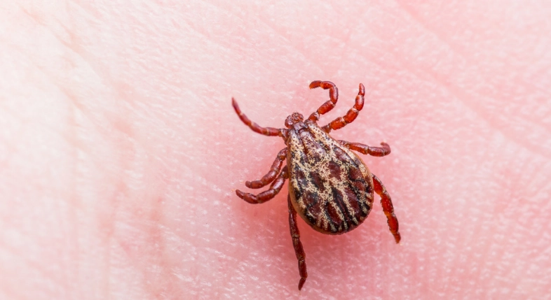 La mortalidad de esta infección producida por la bacteria puede ser hasta de un 40 por ciento, informaron las autoridades de Nuevo León. Imagen tomada de https://www.personal.unam.mx/Docs/Cendi/picadura-garrapata.pdf 