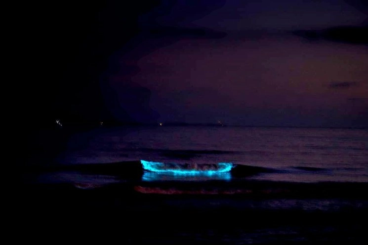 La acumulación de microalgas provocan el efecto de luminiscencia en las crestas de las olas. Foto La Jornada