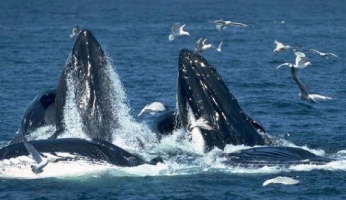 En aguas de la península de Baja California se detectaron mil 364 ballenas, incluidas 491 crías de esta especie que se reproduce en temporada invernal en la Reserva de la Biosfera El Vizcaíno. Foto tomada de Twitter @SECTUR_mx