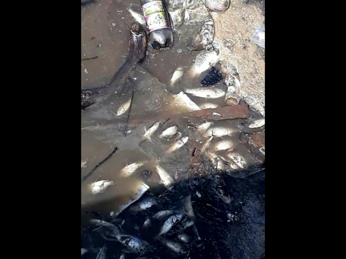 Los peces flotan en la pestilente agua, cuyas orillas han servido de depósito de basura para los pobladores tanto de La Estanzuela como de otras comunidades. Foto ‘La Jornada’