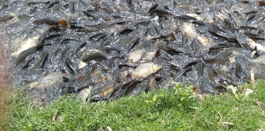 Decenas de peces han muerto en la presa Madín debido a la contaminación del embalse y a una baja en el nivel del agua, denunciaron ambientalistas. Foto ‘La Jornada’