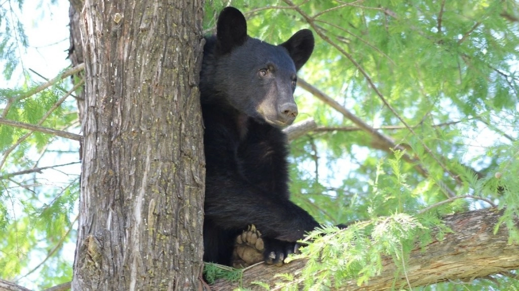El oso observado en la colonia Sierra Alta de Monterrey, NL, ya cuenta con una etiqueta de registro de Parques y Vida Silvestre. Foto Cuartoscuro / Archivo