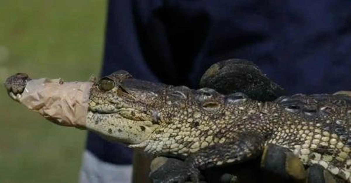 Uno de los animales robados es un ejemplar de Crocodylus Moreletii, comúnmente conocido como cocodrilo de pantano, de alrededor de 90 centímetros de longitud y 10 kilogramos de peso.