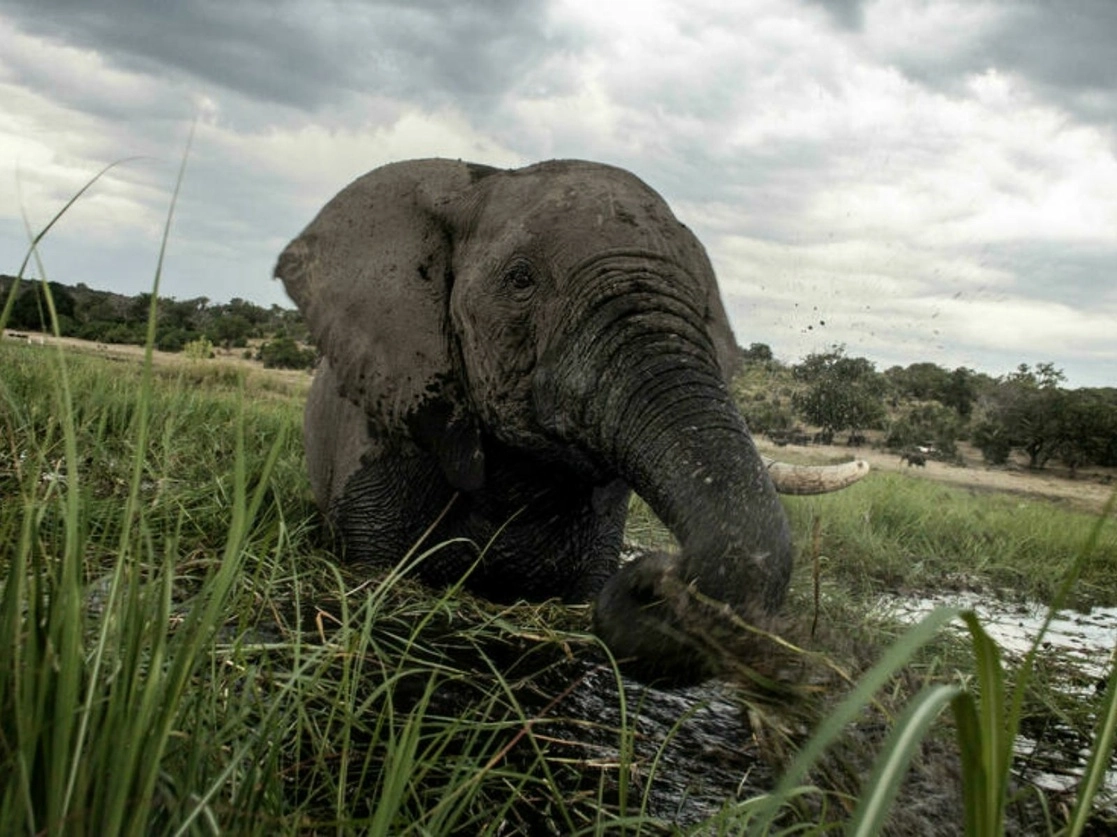 Los elefantes se han visto gravemente amenazados debido a la caza furtiva, lo cual ha ocasionado que esta especie haya ido desapareciendo poco a poco. La imagen, en el parque Nacional de Botsuana. Foto Afp / Archivo