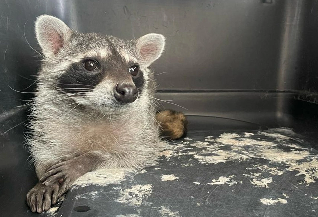 El mapache se alimentaba de desperdicios domésticos en la colonia Emiliano Zapata segunda sección de Ecatepec, estado de México. Foto 'La Jornada'
