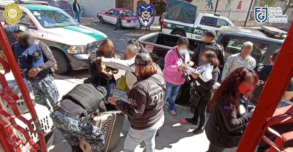 En el operativo coordinado, se rescató a cuatro perros adultos y ocho cachorros, cinco machos y siete hembras, presuntamente maltratados. Foto cortesía SSC-CDMX 