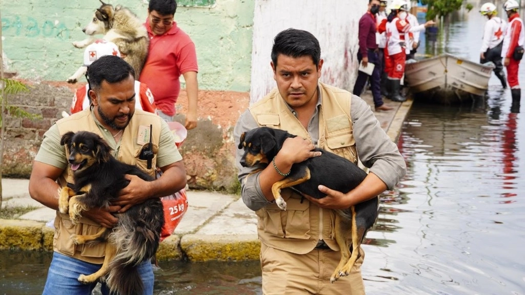 Entre los animales rescatados se encuentran canes, gatos y borregos. Foto René Ramón 