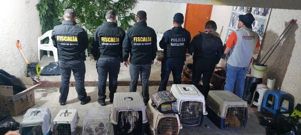 El inmueble fue asegurado para continuar con las indagatorias, en tanto que los animales rescatados fueron enviados al albergue “Nous Redac AC” donde serán resguardados. Foto FGJEM