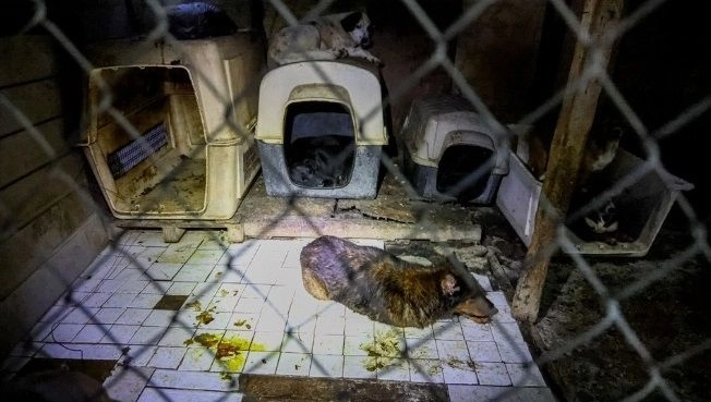 Los animales vivían en espacios reducidos, en condiciones de hacinamiento severo, con acumulación de heces, orina y superficies contaminadas. También se localizaron perros sin vida dentro de las jaulas, con exposición de vísceras, y signos visibles de enfermedades como moquillo, sarna y TVT, un tipo de cáncer transmisible.