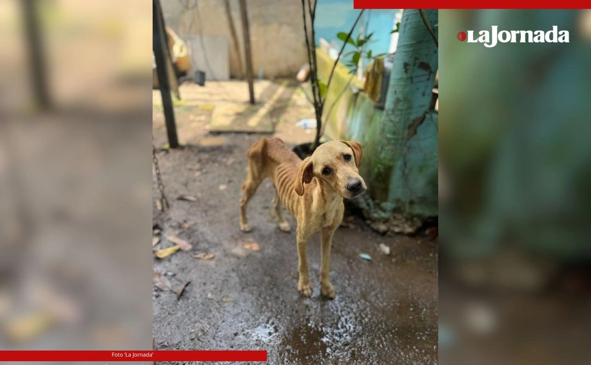 El alcalde Marcos Isleño pedirá que el sitio siga siendo un albergue para animales, pero que sea operado por alguna otra organización.
