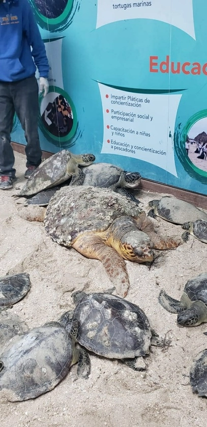 Las tortugas fueron resguardadas para su rehabilitación; al momento se les brinda calor y se espera que una vez que el frío amaine, se les pueda liberar cerca de la desembocadura del río Soto la Marina. Foto La Jornada