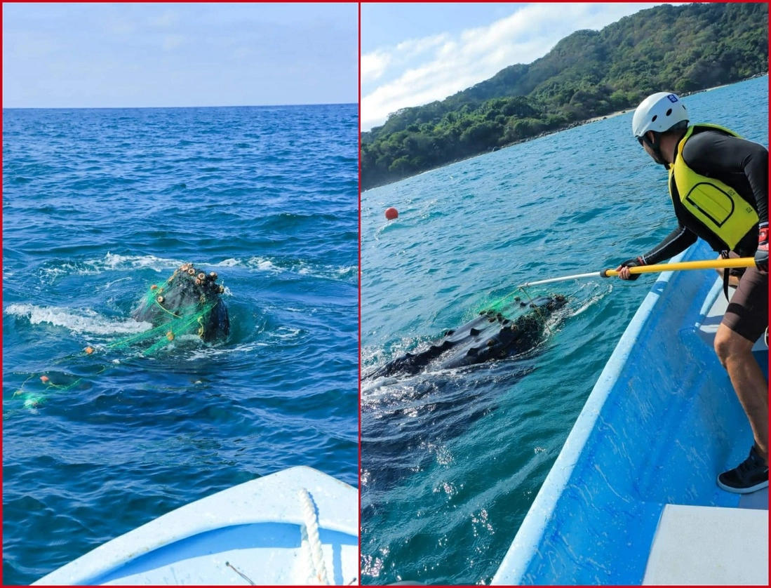 Integrantes de RABEN informaron que el fin de semana recibieron el reporte de la ballena atrapada, cuyo rescate fue “complicado”, por lo que el entrenamiento fue clave para su liberación. Foto tomada de www.facebook.com/ExploraVallartaTours