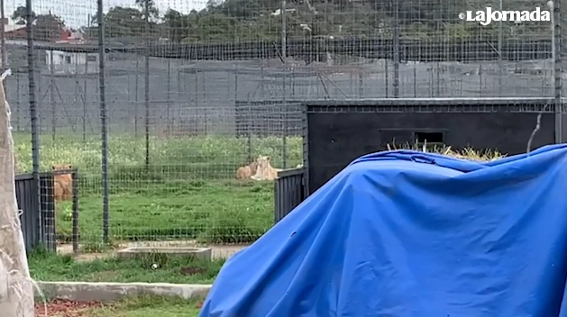 Aspecto del santuario Black Jaguar White Tiger ubicado en el Ajusco. Captura de pantalla del video La Jornada  
