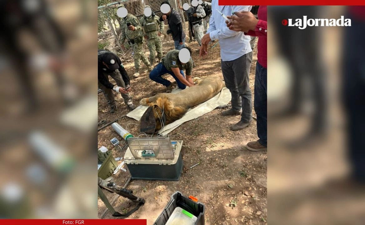 El inmueble donde ambos felinos estaban, quedó a disposición del Ministerio Público Federal.