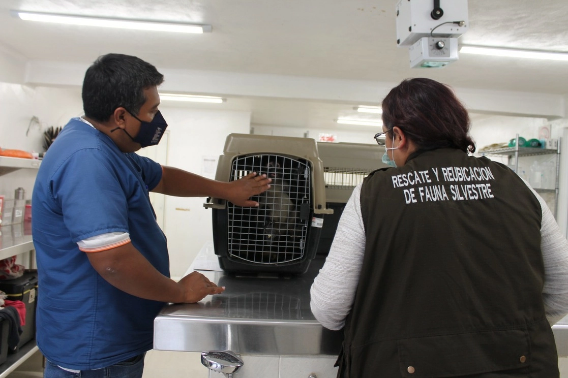 Medio Ambiente y Ecología del municipio informó que tras una valoración médica se determinó que se trata de una hembra de 3 años de edad con buen estado de salud. Foto La Jornada