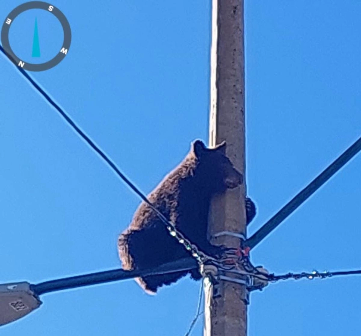 El osezno trepó un poste de CFE. Foto 