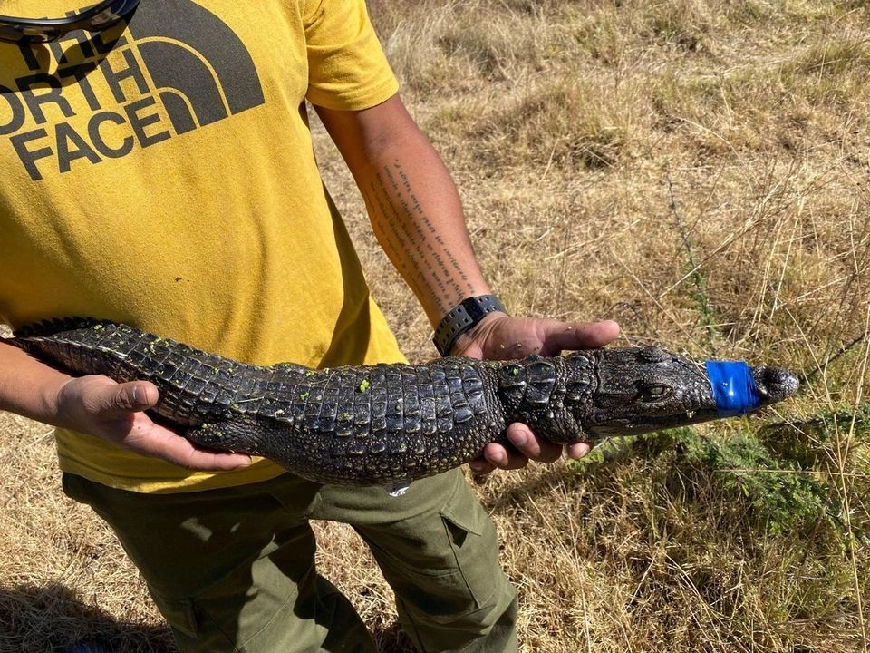 Un ejemplar pequeño de cocodrilo fue retirado de la presa Lago de Guadalupe por brigadistas de la Procuraduría Federal de Protección al Ambiente. Foto