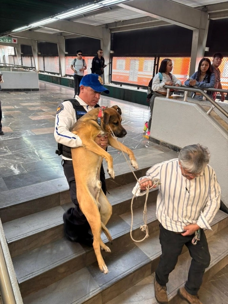 Personal de Protección civil se encargará del traslado del lomito al Centro de Transferencia Canina, en El Rosario, albergue donde el lomito será valorado físicamente e iniciará el proceso para la búsqueda de su dueño o adopción. Foto @MetroCDMX