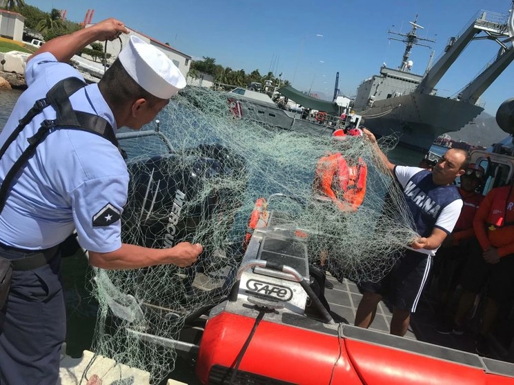 Se tomarán muestras de piel de los animales, para ser analizadas, y después de verificar físicamente su estado se permitirá que las ballenas continúen su trayecto. Foto cortesía Profepa
