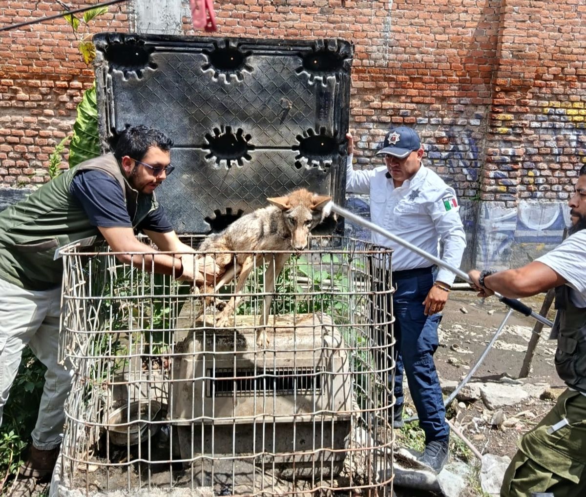 Rescatan coyote mexicano y perico exótico sudamericano en Ecatepec
