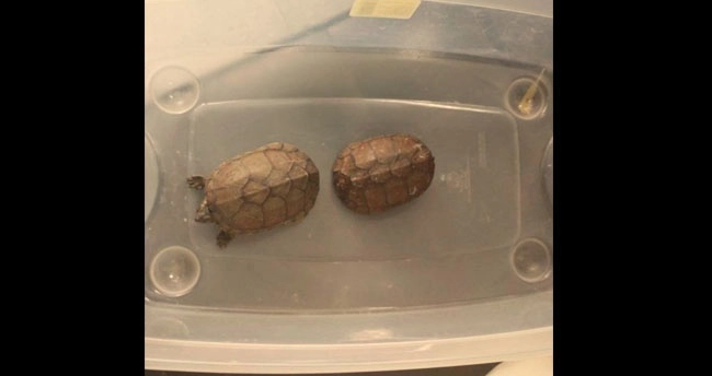 Las tortugas acuáticas se encuentra protegida por la Norma Oficial Mexicana NOM-059-SEMARNAT-2010. Foto cortesía Guardia Nacional